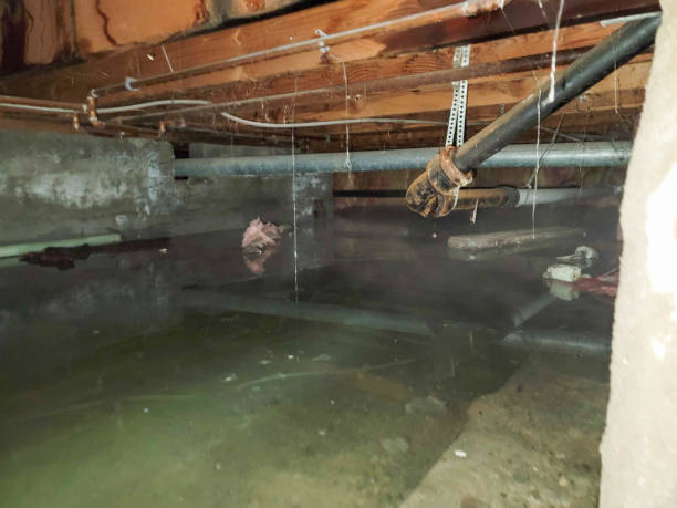 Best Ceiling water damage repair  in Wallace, ID