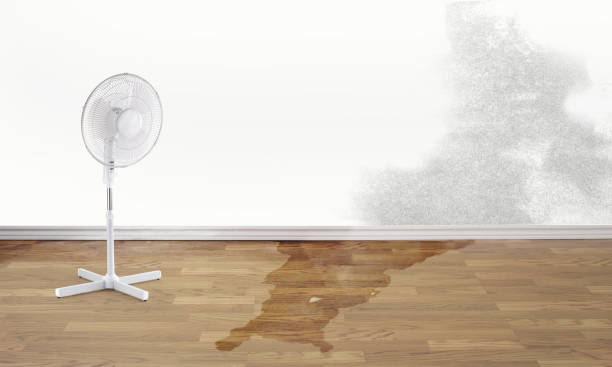 Best Water damage cleanup near me  in Wallace, ID